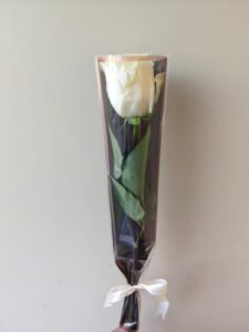 White Single Rose